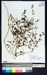 Salpichroa origanifolia image