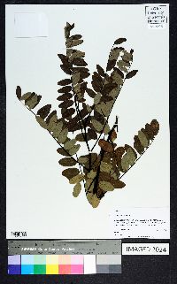 Robinia viscosa image