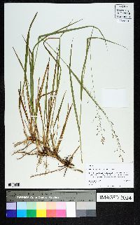 Panicum virgatum var. virgatum image