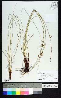 Juncus coriaceus image