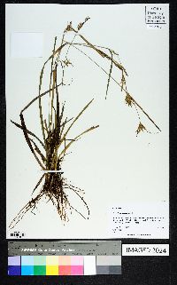 Carex lonchocarpa image