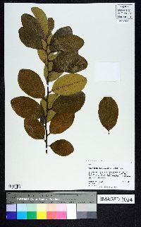 Prunus alabamensis image