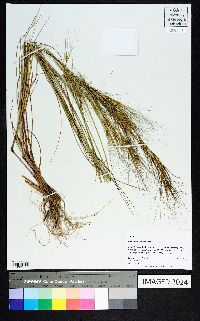 Aristida tuberculosa image