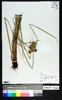 Cyperus drummondii image