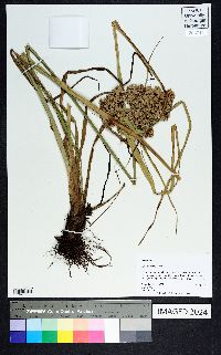 Cyperus virens image