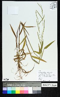 Urochloa platyphylla image