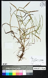 Digitaria ciliaris image