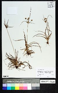 Cyperus retrorsus image