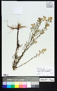 Conyza bonariensis image