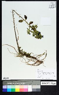 Hydrolea ovata image