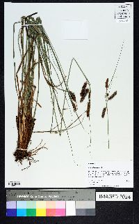 Carex glaucescens image