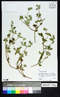 Richardia brasiliensis image