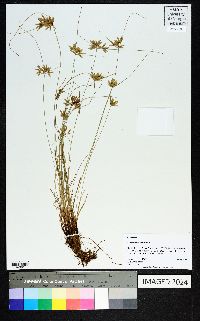 Cyperus lanceolatus image