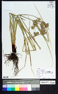 Cyperus entrerianus image