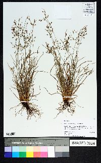 Fimbristylis annua image