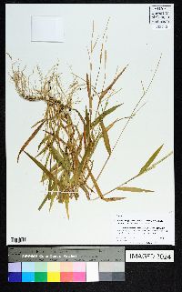 Urochloa platyphylla image