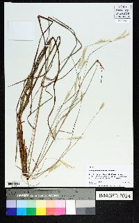 Andropogon ternarius image