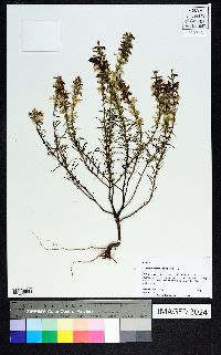 Dicerandra odoratissima image