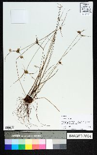 Cyperus filiculmis image