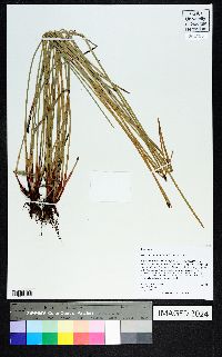 Eleocharis montana image