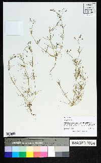 Spergula arvensis image