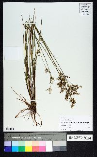 Juncus elliottii image