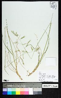 Danthonia sericea image