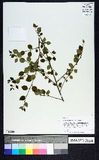 Ilex ambigua image