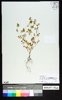 Trifolium dubium image