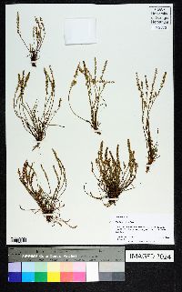 Plantago heterophylla image