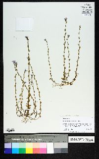 Triodanis perfoliata var. biflora image