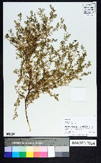 Lepidium didymum image