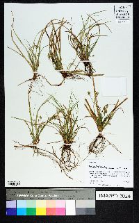 Carex floridana image