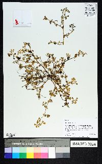 Medicago polymorpha image