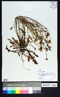 Hypochaeris radicata image