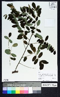 Robinia viscosa image