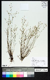 Juncus debilis image