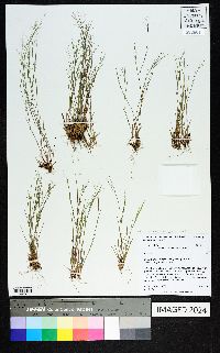 Dichanthelium ensifolium image