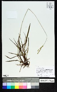 Paspalum floridanum image