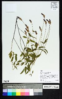 Orbexilum pedunculatum image