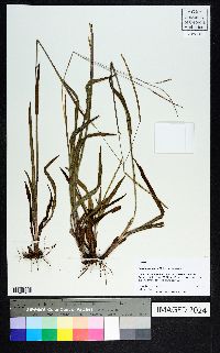 Paspalum setaceum var. setaceum image
