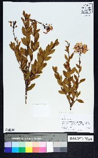 Bejaria racemosa image