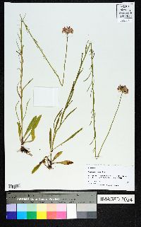 Marshallia graminifolia subsp. tenuifolia image