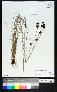 Rhynchospora fascicularis image