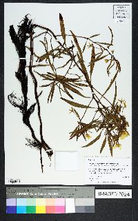 Ludwigia grandiflora image