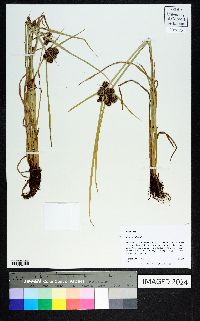 Cyperus difformis image