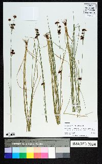 Rhynchospora fascicularis image