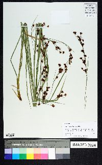 Rhynchospora glomerata image