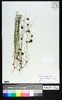 Rhynchospora microcephala image