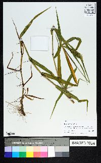 Sacciolepis striata image